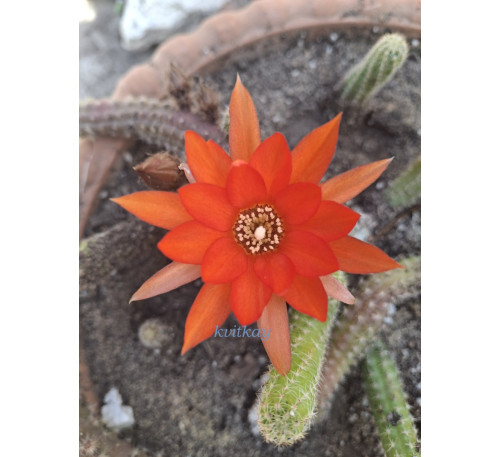 Кактус Хамецереус Сильвестра (Chamaecereus silvestrii)